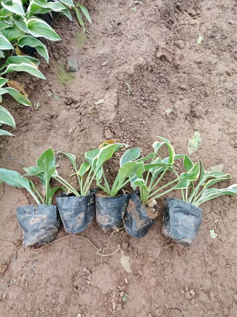 玉簪基地，杯苗地苗，色泽鲜艳，植株健壮，各种规格齐全