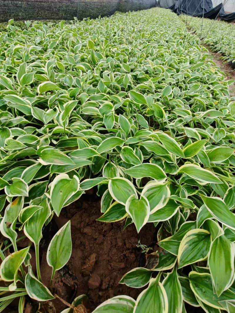 玉簪基地，杯苗地苗，色泽鲜艳，植株健壮，各种规格齐全
