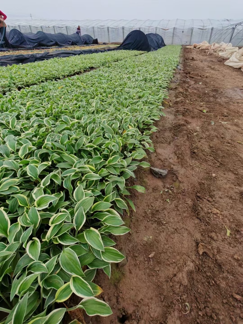 玉簪基地，杯苗地苗，色泽鲜艳，植株健壮，各种规格齐全