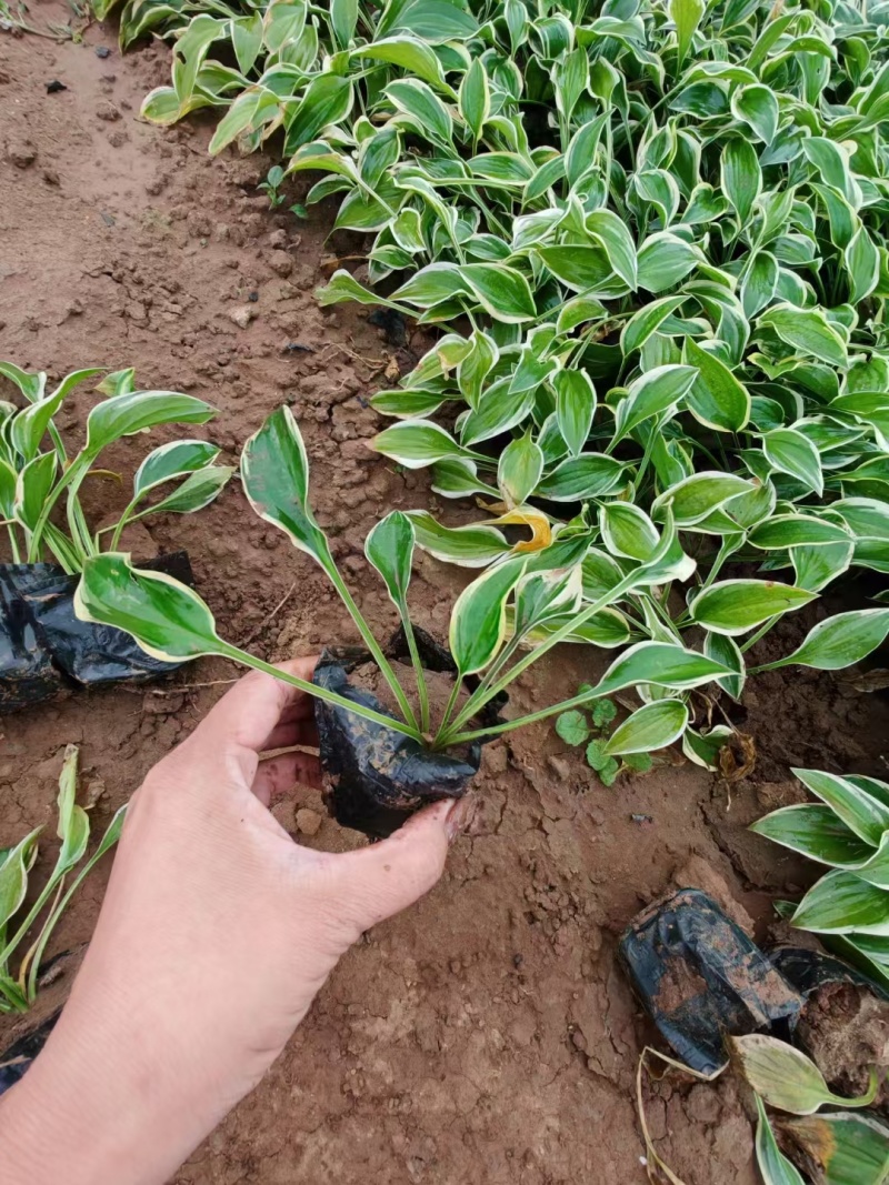 玉簪基地，杯苗地苗，色泽鲜艳，植株健壮，各种规格齐全