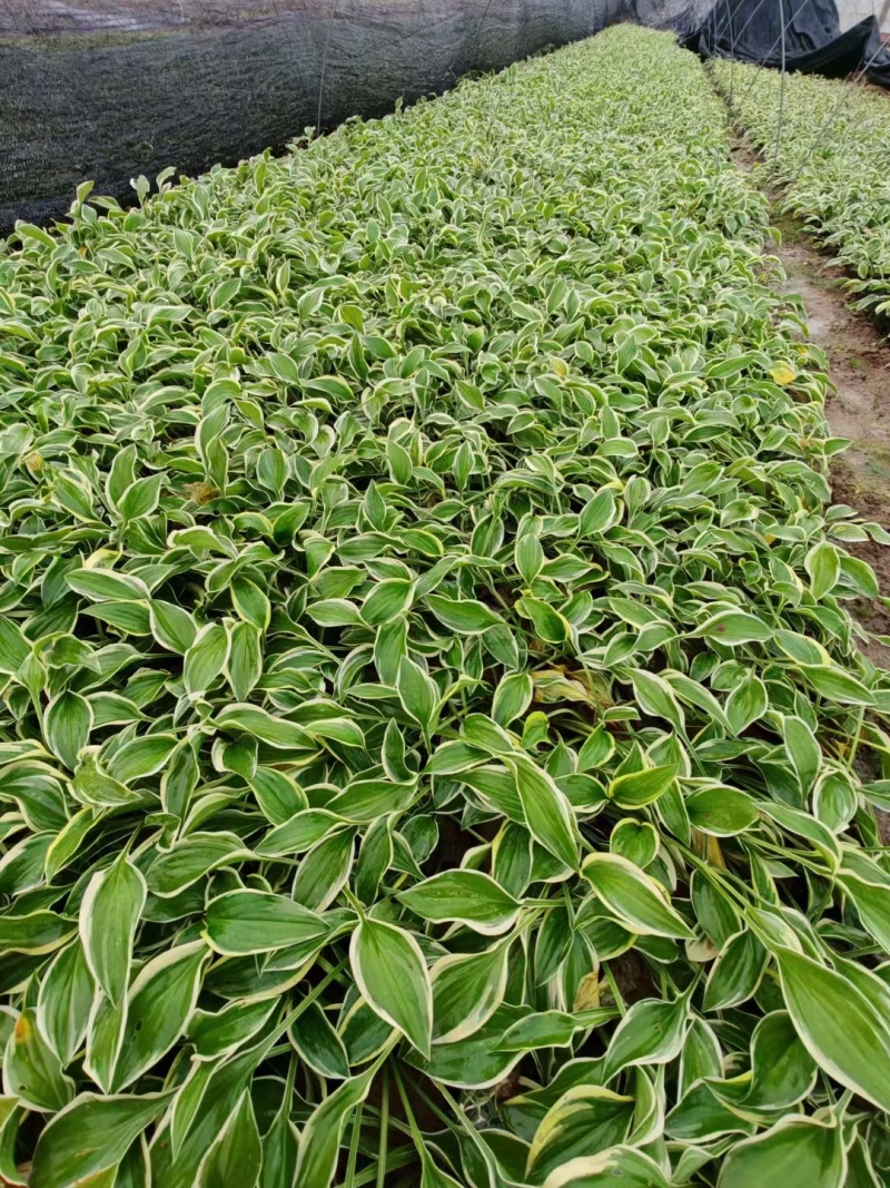 玉簪基地，杯苗地苗，色泽鲜艳，植株健壮，各种规格齐全