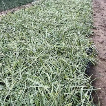 金边麦冬基地，杯苗地苗，色泽鲜艳，植株健壮，各种规格齐全