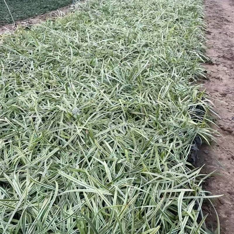 金边麦冬基地，杯苗地苗，色泽鲜艳，植株健壮，各种规格齐全