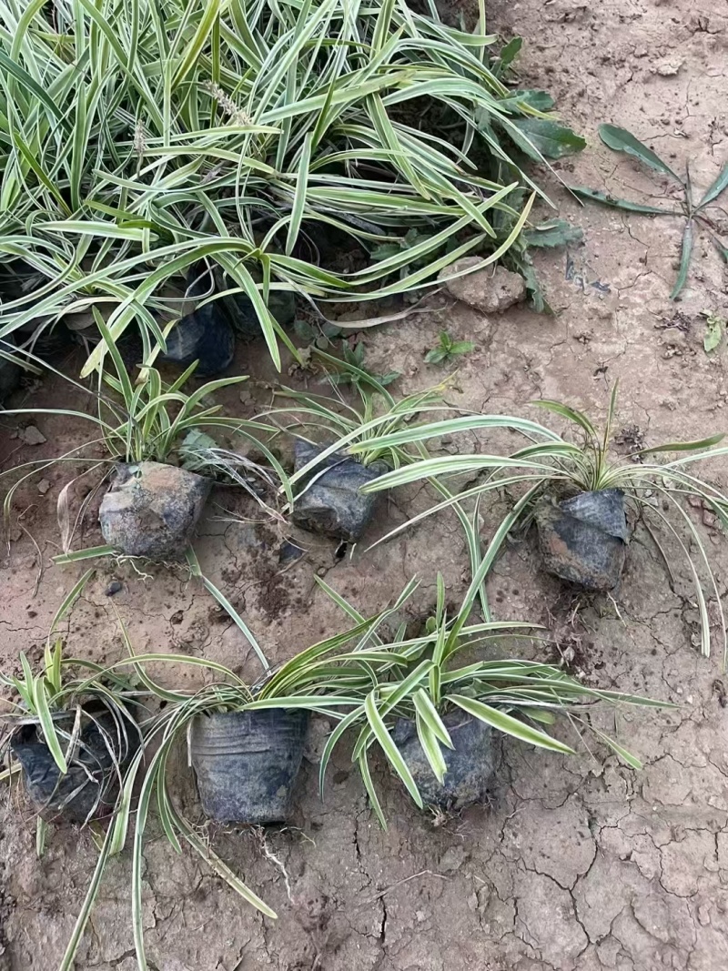 金边麦冬基地，杯苗地苗，色泽鲜艳，植株健壮，各种规格齐全