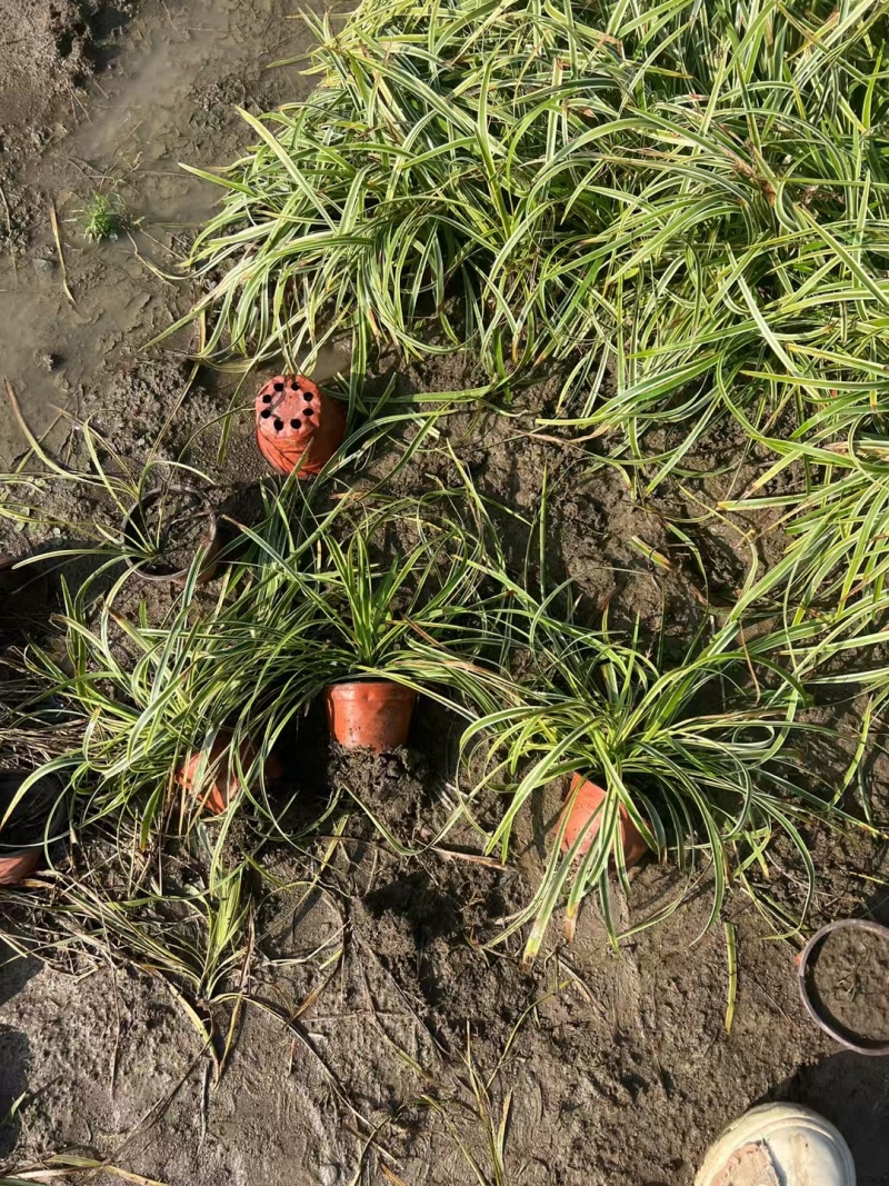 金边麦冬基地，杯苗地苗，色泽鲜艳，植株健壮，各种规格齐全