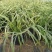 金边麦冬基地，杯苗地苗，色泽鲜艳，植株健壮，各种规格齐全