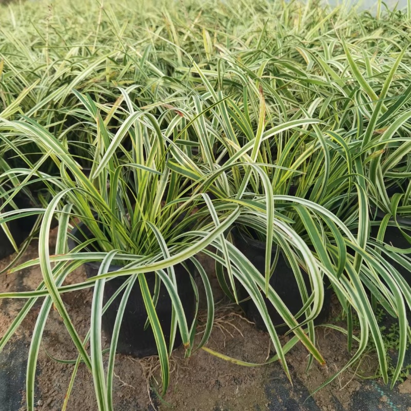 金边麦冬基地，杯苗地苗，色泽鲜艳，植株健壮，各种规格齐全