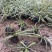 金边麦冬基地，杯苗地苗，色泽鲜艳，植株健壮，各种规格齐全