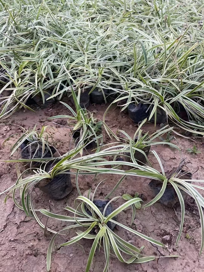 金边麦冬基地，杯苗地苗，色泽鲜艳，植株健壮，各种规格齐全