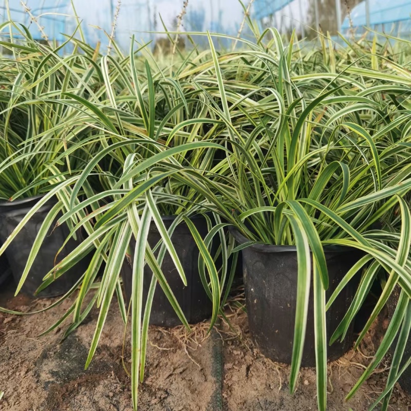 金边麦冬基地，杯苗地苗，色泽鲜艳，植株健壮，各种规格齐全