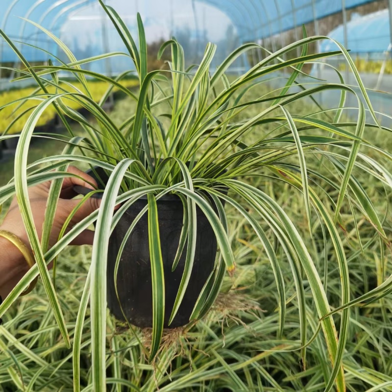 金边麦冬基地，杯苗地苗，色泽鲜艳，植株健壮，各种规格齐全