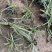 金边麦冬基地，杯苗地苗，色泽鲜艳，植株健壮，各种规格齐全