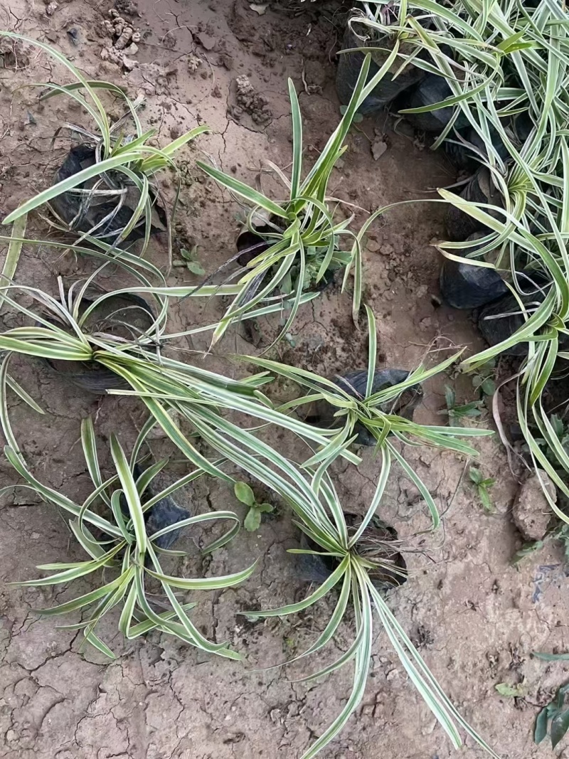 金边麦冬基地，杯苗地苗，色泽鲜艳，植株健壮，各种规格齐全