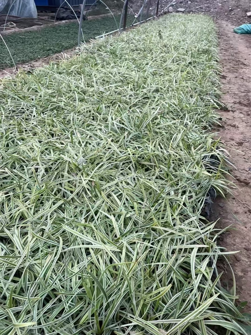 金边麦冬基地，杯苗地苗，色泽鲜艳，植株健壮，各种规格齐全