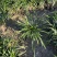 金边麦冬基地，杯苗地苗，色泽鲜艳，植株健壮，各种规格齐全