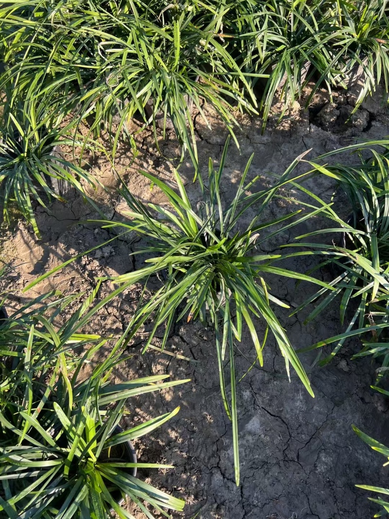 金边麦冬基地，杯苗地苗，色泽鲜艳，植株健壮，各种规格齐全