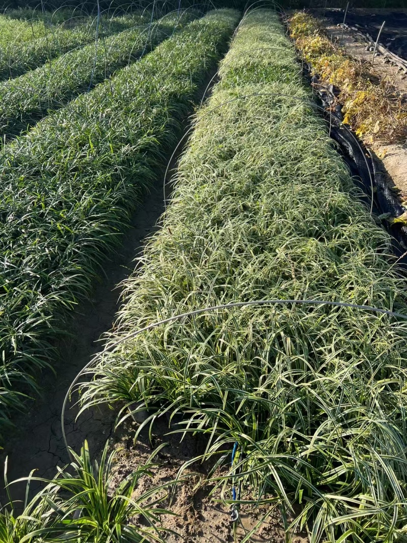金边麦冬基地，杯苗地苗，色泽鲜艳，植株健壮，各种规格齐全