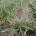 金边麦冬基地，杯苗地苗，色泽鲜艳，植株健壮，各种规格齐全