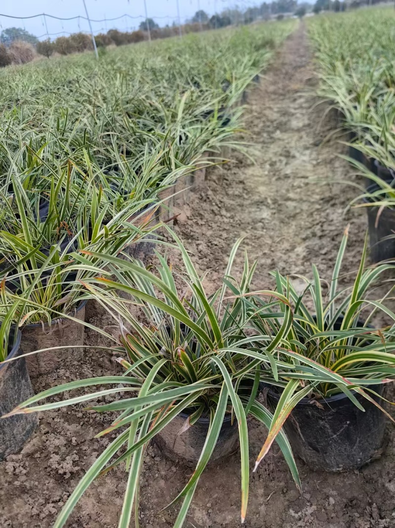 金边麦冬基地，杯苗地苗，色泽鲜艳，植株健壮，各种规格齐全