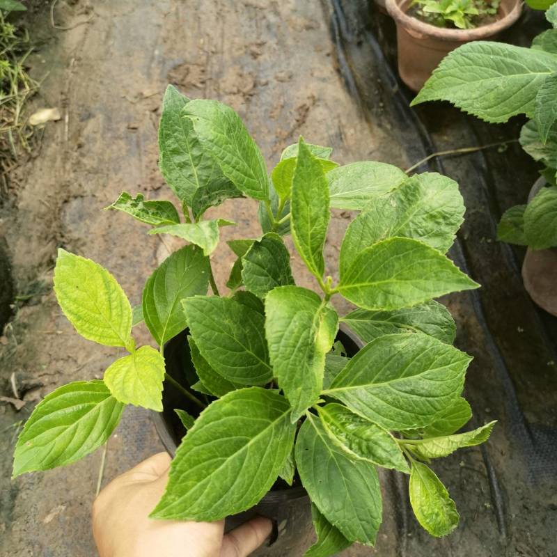 八仙花绣基地，杯苗地苗，色泽鲜艳，植株健壮，各种规格齐全