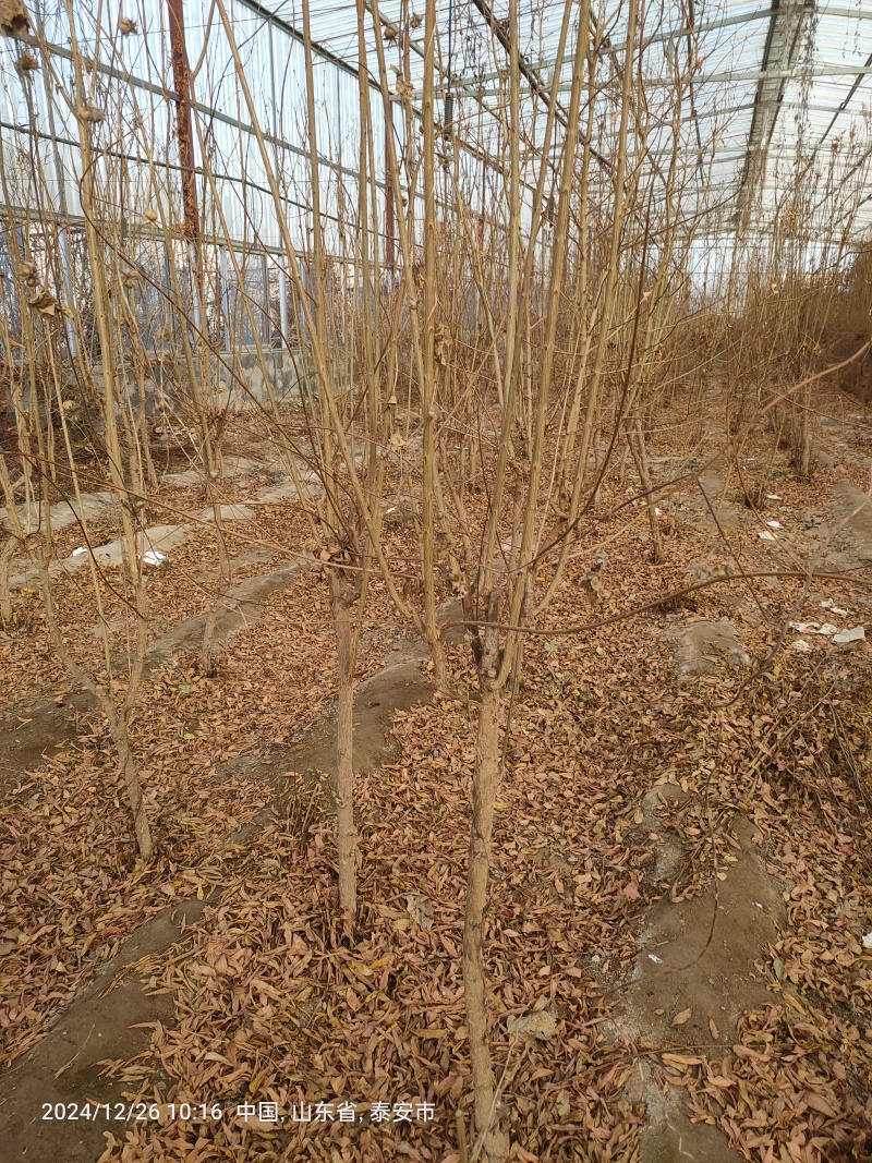 石榴树苗，质量好，成活率高，保湿邮寄，物流，快递方便，