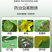 邦安丰48%噻虫胺水稻稻飞虱农药杀虫剂悬浮剂低毒打虫药
