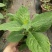 八仙花绣基地，杯苗地苗，色泽鲜艳，植株健壮，各种规格齐全