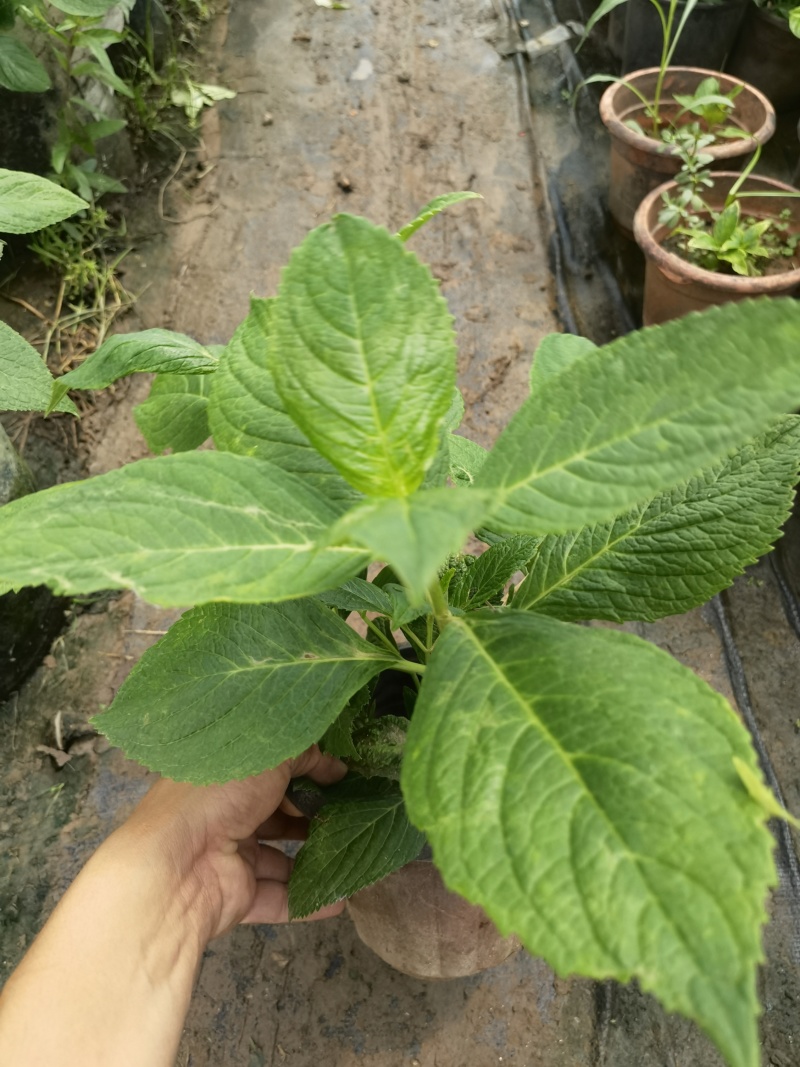 八仙花绣基地，杯苗地苗，色泽鲜艳，植株健壮，各种规格齐全