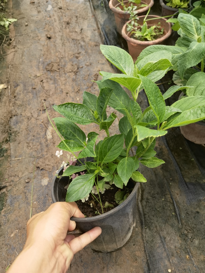 八仙花绣基地，杯苗地苗，色泽鲜艳，植株健壮，各种规格齐全