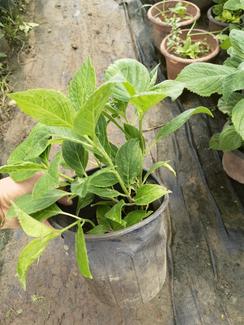 八仙花绣基地，杯苗地苗，色泽鲜艳，植株健壮，各种规格齐全