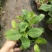 八仙花绣基地，杯苗地苗，色泽鲜艳，植株健壮，各种规格齐全