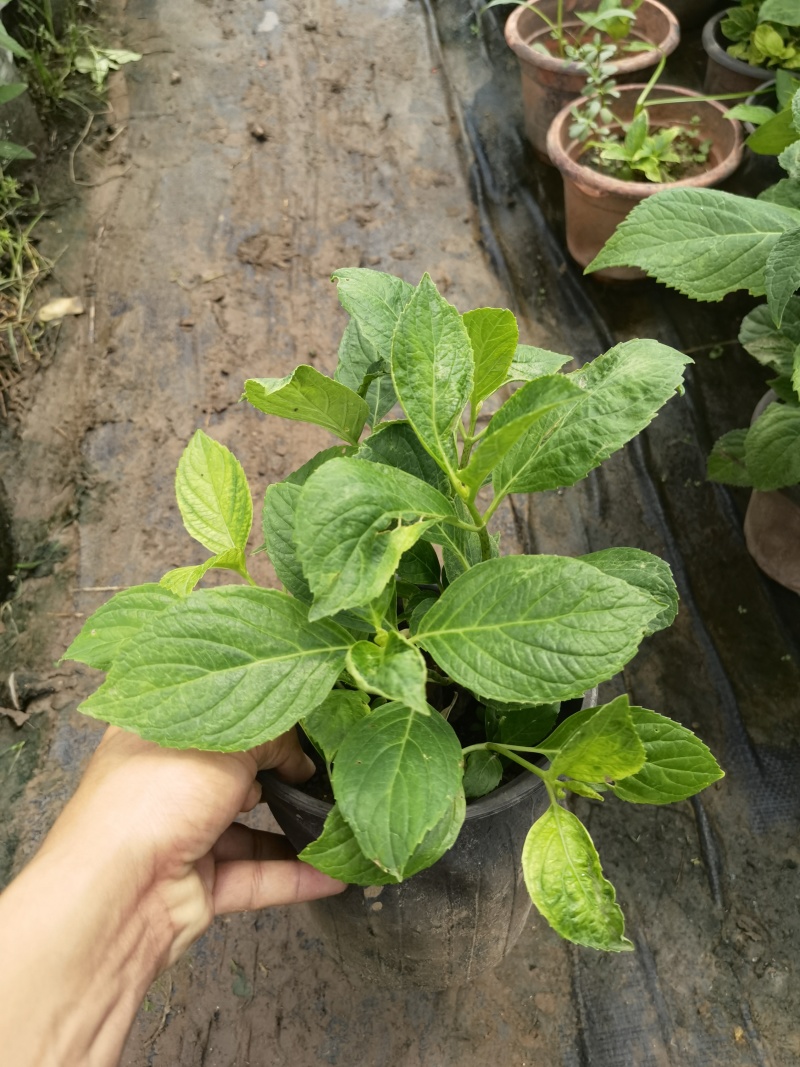 八仙花绣基地，杯苗地苗，色泽鲜艳，植株健壮，各种规格齐全