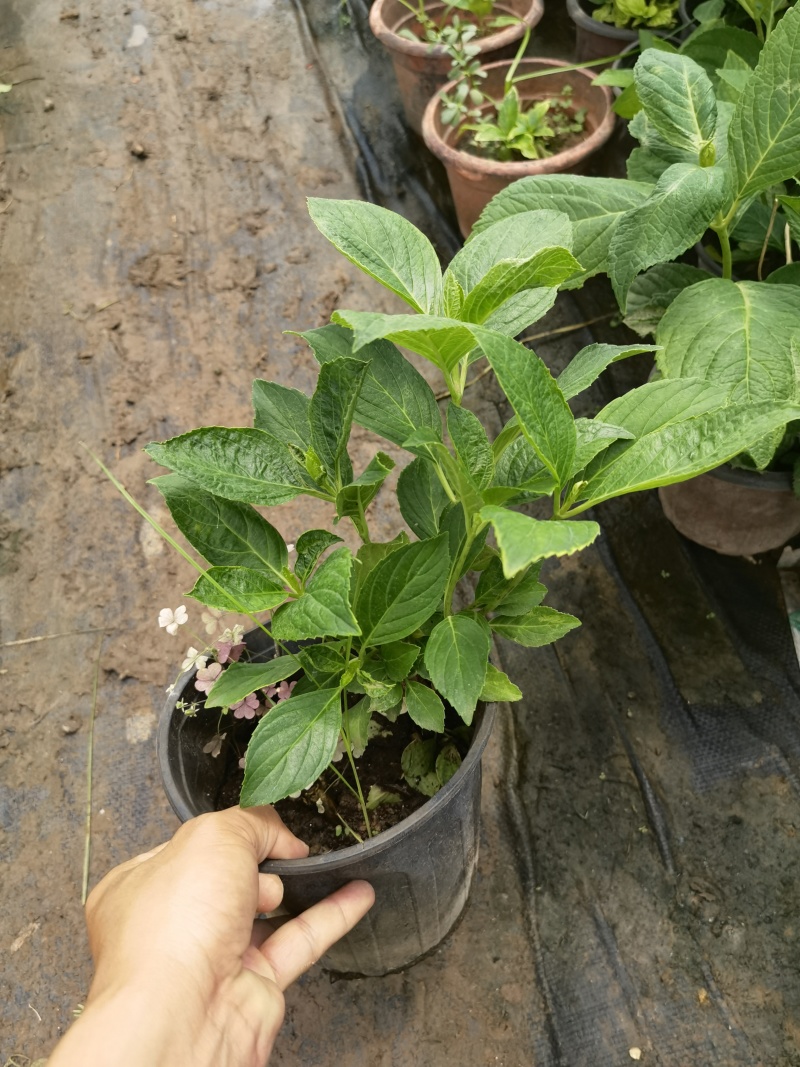 八仙花绣基地，杯苗地苗，色泽鲜艳，植株健壮，各种规格齐全