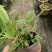 八仙花绣基地，杯苗地苗，色泽鲜艳，植株健壮，各种规格齐全