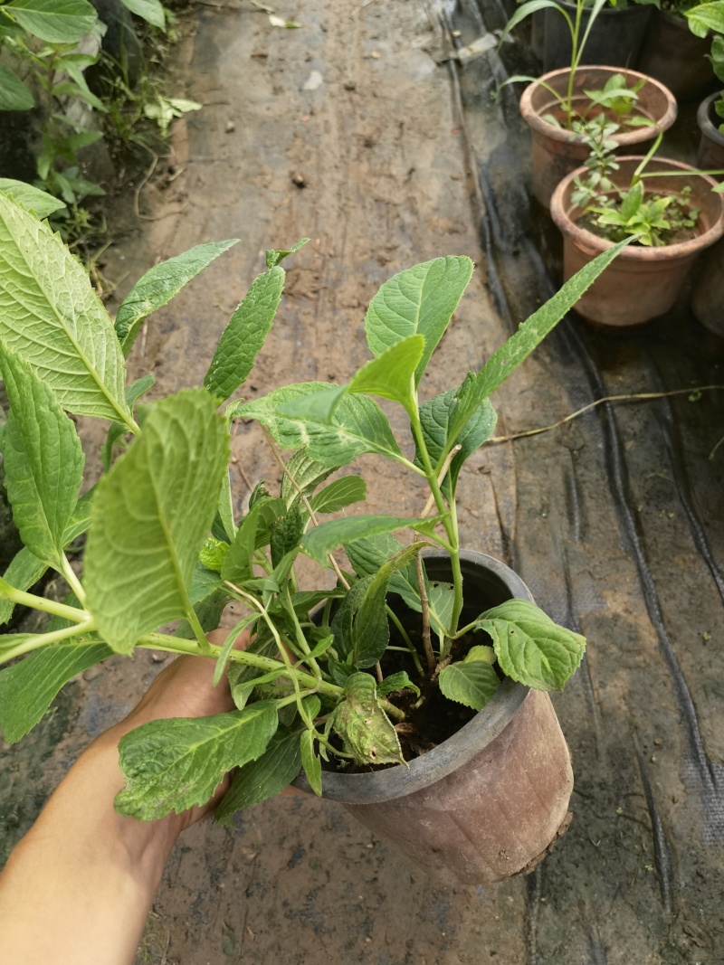 八仙花绣基地，杯苗地苗，色泽鲜艳，植株健壮，各种规格齐全