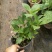 八仙花绣基地，杯苗地苗，色泽鲜艳，植株健壮，各种规格齐全