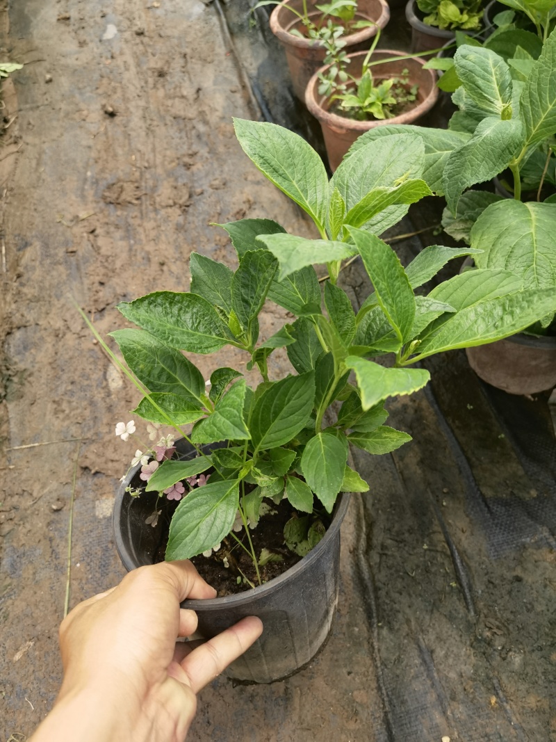 八仙花绣基地，杯苗地苗，色泽鲜艳，植株健壮，各种规格齐全