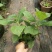 八仙花绣基地，杯苗地苗，色泽鲜艳，植株健壮，各种规格齐全