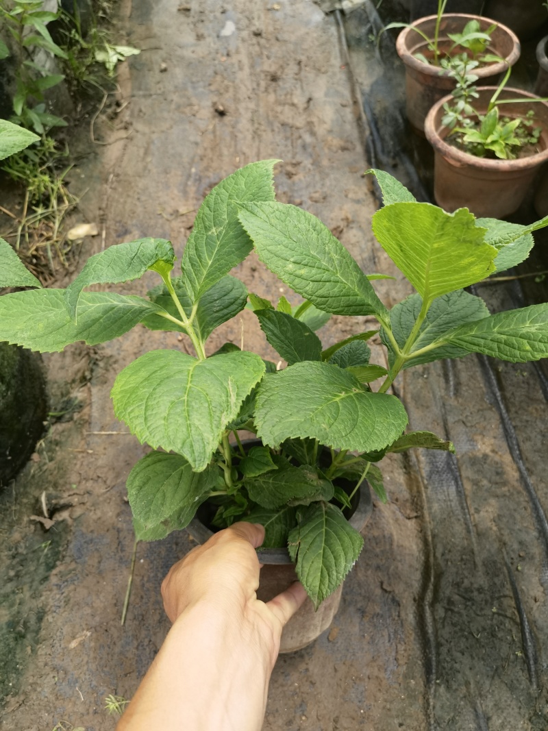 八仙花绣基地，杯苗地苗，色泽鲜艳，植株健壮，各种规格齐全