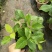 八仙花绣基地，杯苗地苗，色泽鲜艳，植株健壮，各种规格齐全