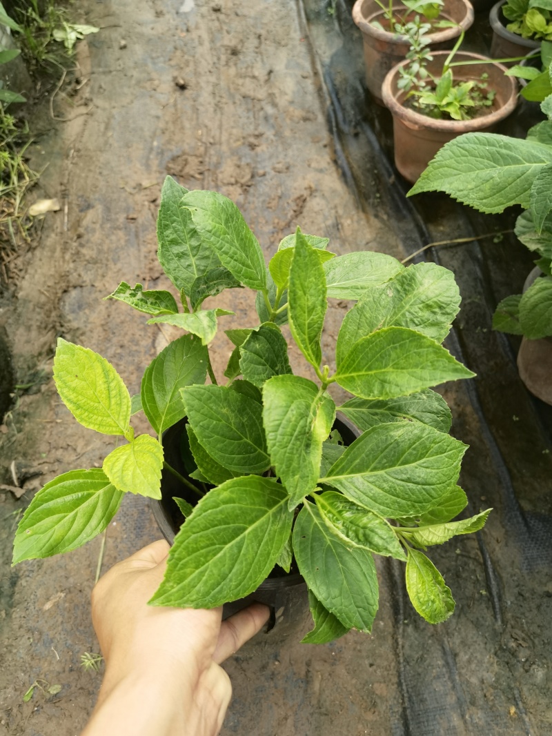 八仙花绣基地，杯苗地苗，色泽鲜艳，植株健壮，各种规格齐全