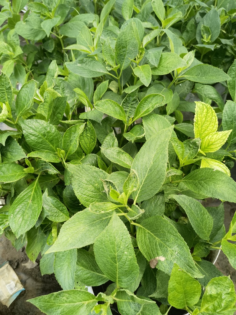 八仙花绣基地，杯苗地苗，色泽鲜艳，植株健壮，各种规格齐全