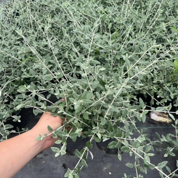水果篮基地，杯苗地苗，色泽鲜艳，植株健壮，各种规格齐全
