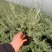 水果篮基地，杯苗地苗，色泽鲜艳，植株健壮，各种规格齐全