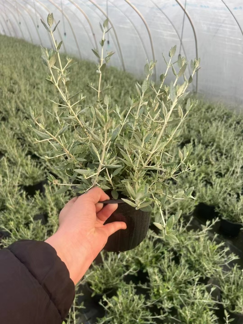 水果篮基地，杯苗地苗，色泽鲜艳，植株健壮，各种规格齐全