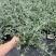 水果篮基地，杯苗地苗，色泽鲜艳，植株健壮，各种规格齐全