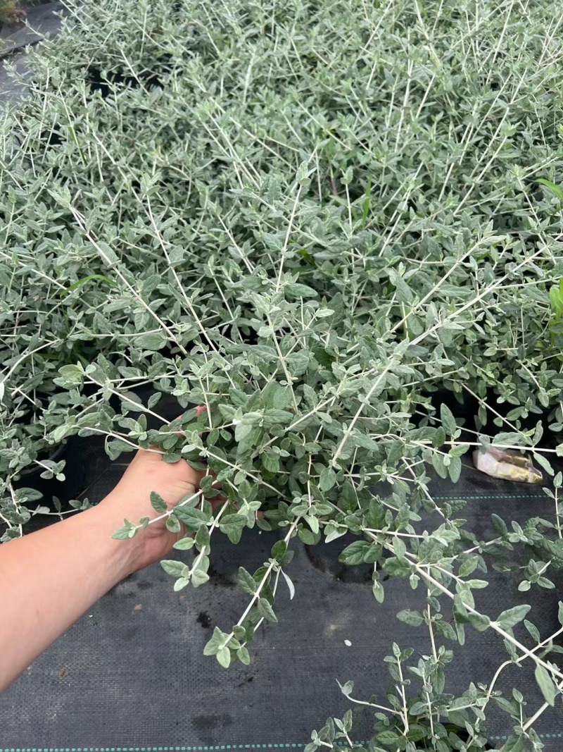 水果篮基地，杯苗地苗，色泽鲜艳，植株健壮，各种规格齐全