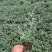 水果篮基地，杯苗地苗，色泽鲜艳，植株健壮，各种规格齐全