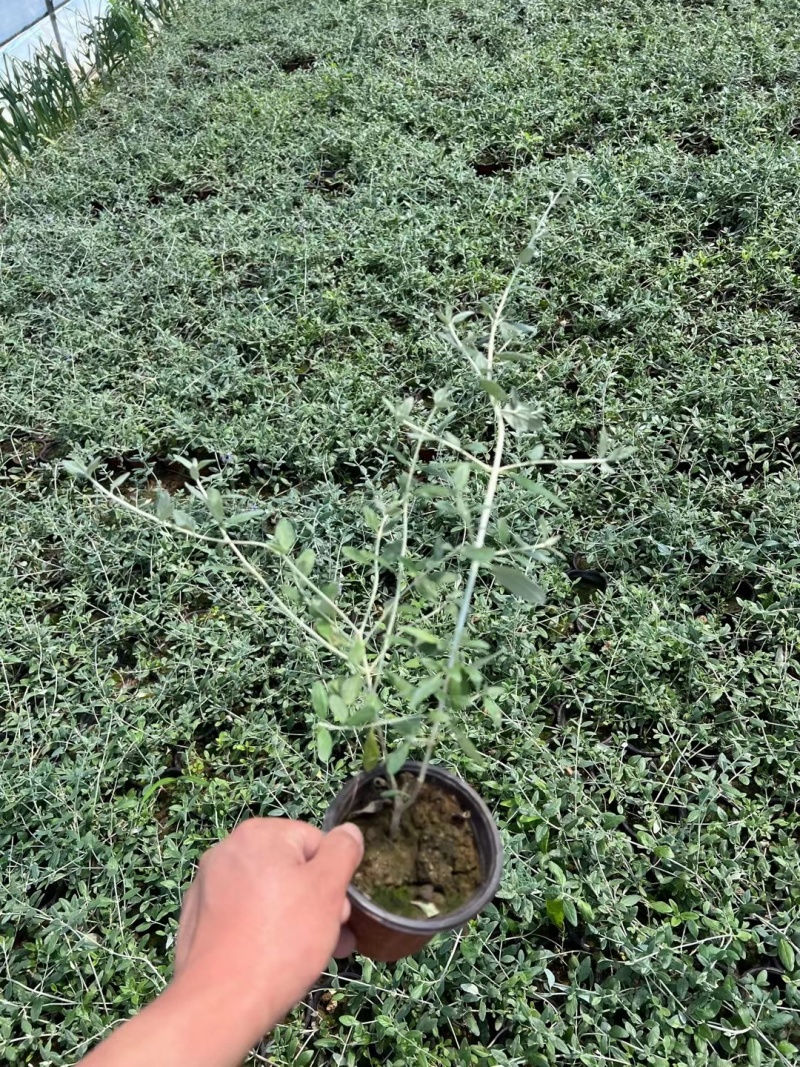 水果篮基地，杯苗地苗，色泽鲜艳，植株健壮，各种规格齐全
