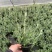 水果篮基地，杯苗地苗，色泽鲜艳，植株健壮，各种规格齐全